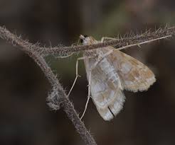 Attēlu rezultāti vaicājumam “Elophila nymphaeata”