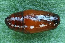 Attēlu rezultāti vaicājumam “Cybosia mesomella”