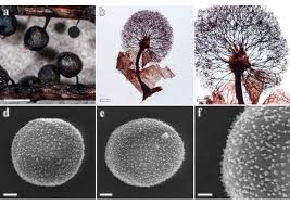 Attēlu rezultāti vaicājumam “Lamproderma pseudomaculatum”