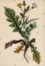 Attēlu rezultāti vaicājumam “Sonchus asper”