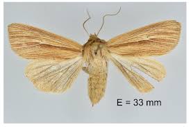 Attēlu rezultāti vaicājumam “Mythimna impura”