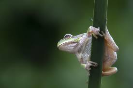 Attēlu rezultāti vaicājumam “Hyla arborea adult”