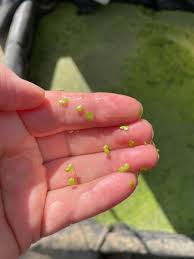 Attēlu rezultāti vaicājumam “Lemnaceae”