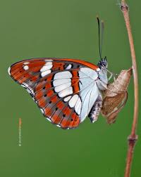 Attēlu rezultāti vaicājumam “Lopinga achine upperside”