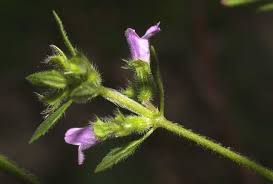 Attēlu rezultāti vaicājumam “Acinos arvensis flower”