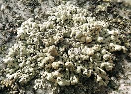 Attēlu rezultāti vaicājumam “Enteridium variabile”