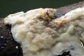 Attēlu rezultāti vaicājumam “Physisporinus vitreus”