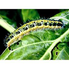 Attēlu rezultāti vaicājumam “Pieris brassicae larva”