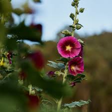 Attēlu rezultāti vaicājumam “Alcea rosea flower”