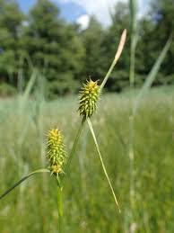 Attēlu rezultāti vaicājumam “Carex lepidocarpa”