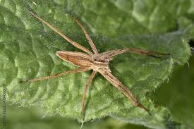 Attēlu rezultāti vaicājumam “Pisauridae”