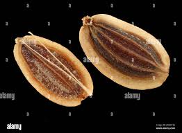 Attēlu rezultāti vaicājumam “Anethum graveolens”