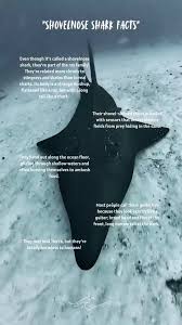 Image result for Scylliogaleus quecketti