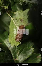 Attēlu rezultāti vaicājumam “Parornix anglicella”