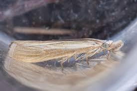 Attēlu rezultāti vaicājumam “Catoptria fulgidella”