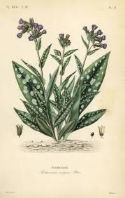 Image result for Pulmonaria officinalis