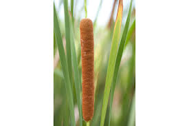 Attēlu rezultāti vaicājumam “Typha angustifolia  leaf”