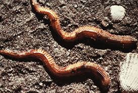 Attēlu rezultāti vaicājumam “Annelides”