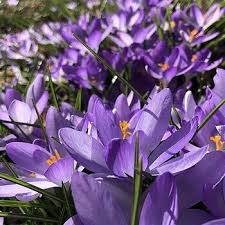 Attēlu rezultāti vaicājumam “Crocus tommasinianus”