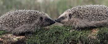 Image result for Igel