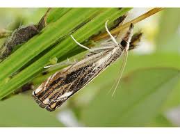 Attēlu rezultāti vaicājumam “Catoptria verellus”