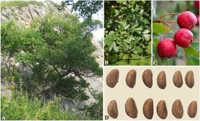 Attēlu rezultāti vaicājumam “Crataegus macracantha fruit”
