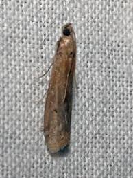 Attēlu rezultāti vaicājumam “Phycita roborella”