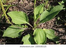 Attēlu rezultāti vaicājumam “Plantago major subsp. intermedia leaf”