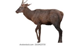 Attēlu rezultāti vaicājumam “Cervus elaphus”