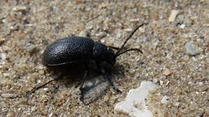 Attēlu rezultāti vaicājumam “Galeruca tanaceti”