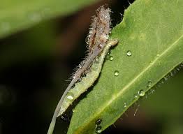 Attēlu rezultāti vaicājumam “Ypsolopha dentella”