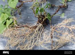 Image result for Veilchen