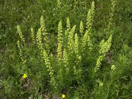 Image result for Reseda luteola