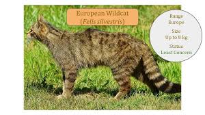 Attēlu rezultāti vaicājumam “Felis silvestris catus adult”