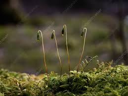 Attēlu rezultāti vaicājumam “sporophyte”