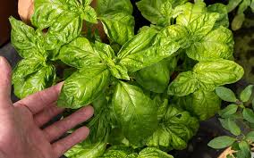 Image result for Basilikum