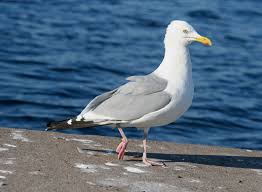 Attēlu rezultāti vaicājumam “Larus argentatus”