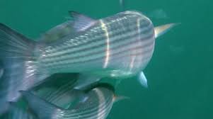 Image result for Liza aurata