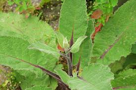 Attēlu rezultāti vaicājumam “Verbascum nigrum”