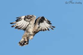 Attēlu rezultāti vaicājumam “Buteo lagopus adult”