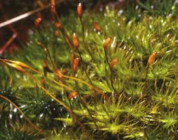 Attēlu rezultāti vaicājumam “Dicranum leioneuron”