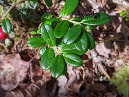 Attēlu rezultāti vaicājumam “Vaccinium vitis-idaea”