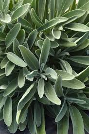 Attēlu rezultāti vaicājumam “Salvia officinalis”