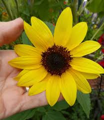 Attēlu rezultāti vaicājumam “Helianthus annuus flower”