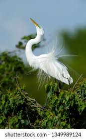 Attēlu rezultāti vaicājumam “Egretta alba adult”