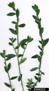 Attēlu rezultāti vaicājumam “Polygonum aviculare leaf”