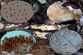 Attēlu rezultāti vaicājumam “Leucogyrophana sororia”