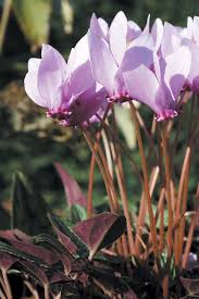 Attēlu rezultāti vaicājumam “Cyclamen hederifolium”