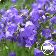 Attēlu rezultāti vaicājumam “Campanula rotundifolia”