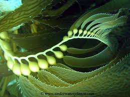 Attēlu rezultāti vaicājumam “Physarum confertum macro”